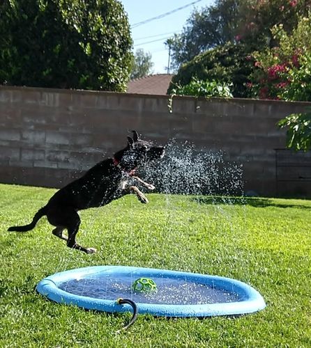 Dog Splash Sprinkler Pad photo review