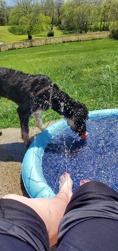 Dog Splash Sprinkler Pad photo review