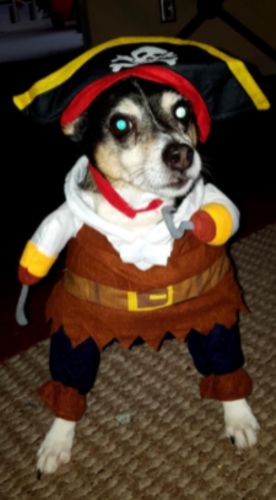 Funny Cat/Dog Pirate Clothes photo review