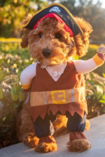 Funny Cat/Dog Pirate Clothes photo review