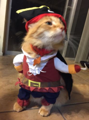 Funny Cat/Dog Pirate Clothes photo review