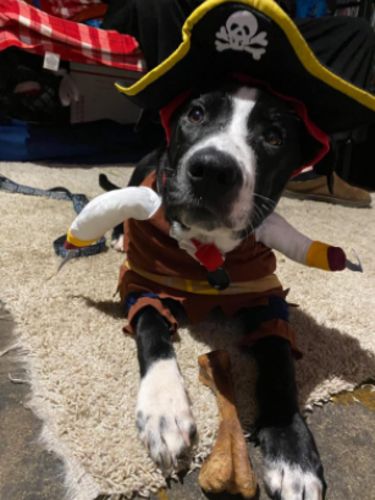 Funny Cat/Dog Pirate Clothes photo review