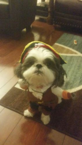 Funny Cat/Dog Pirate Clothes photo review