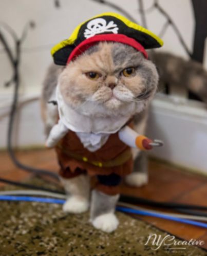 Funny Cat/Dog Pirate Clothes photo review