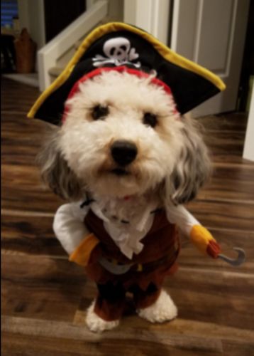 Funny Cat/Dog Pirate Clothes photo review