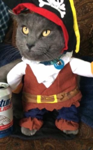 Funny Cat/Dog Pirate Clothes photo review