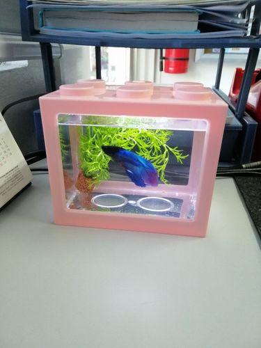 Mini Block Aquarium photo review