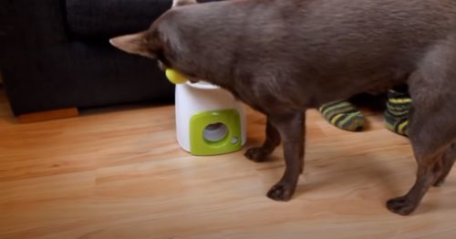 Interactive Automatic Dog Ball Launcher photo review