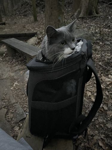 "The Fat Cat" Cat Backpack - For Larger Cats photo review