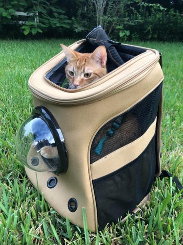 "The Fat Cat" Cat Backpack - For Larger Cats photo review