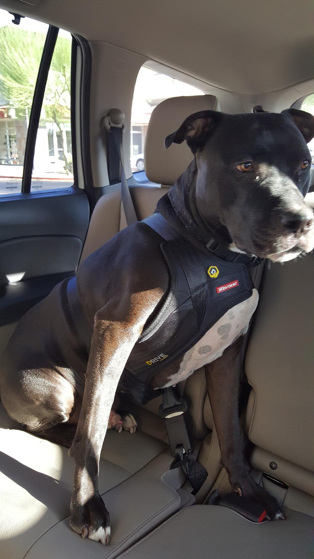 Travel Dog Car Harness Premium Vehicle Restraint Vest For Protection And Comfort photo review